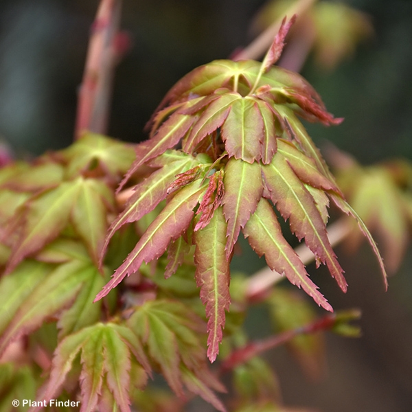 ACER PAL BIHOU