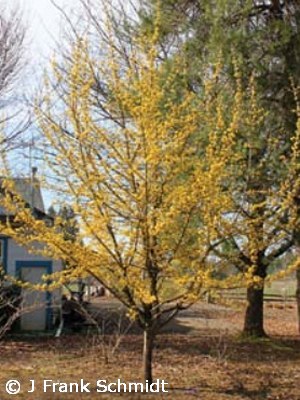 CORNUS MAS