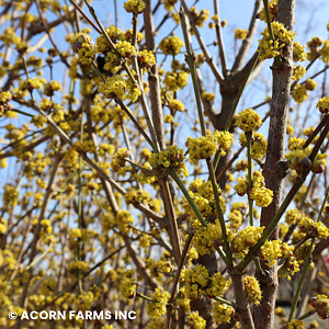 CORNUS MAS GOLDEN GLORY