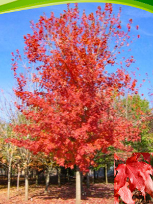 ACER SAC AUTUMN SPLENDOR