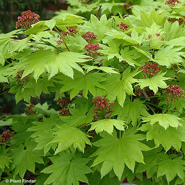 ACER SHI AUREUM