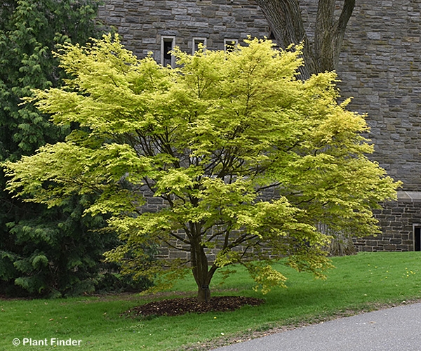 ACER PAL UENO YAMA