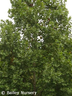 PLATANUS ACE EXCLAMATION