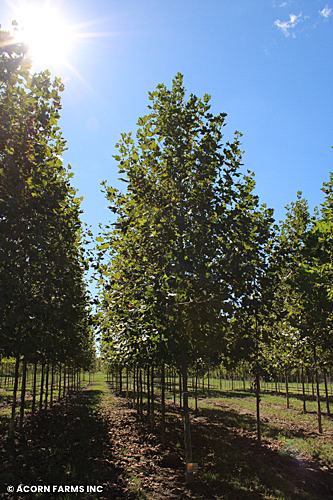 PLATANUS ACE EXCLAMATION