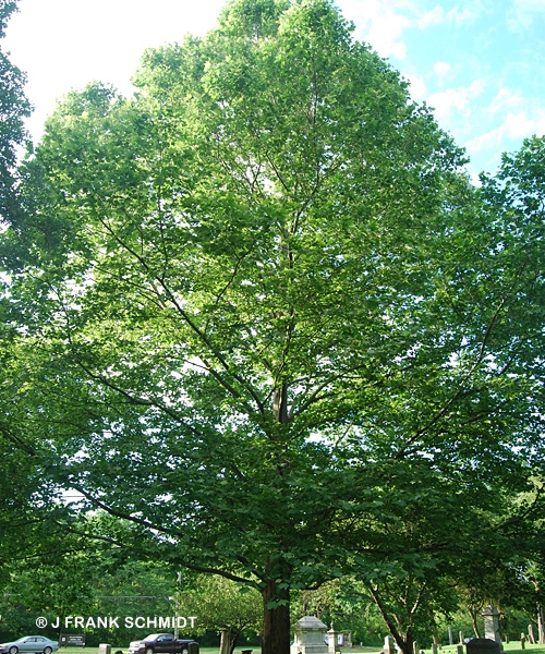 PLATANUS ACE MONUMENTAL