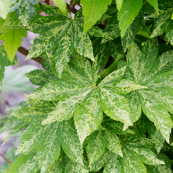 ACER SIE KUMOI NISHIKI