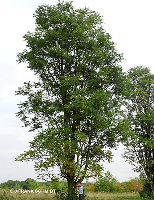 GYMNOCLADUS DIO SKINNY LATTE