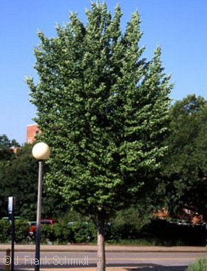 GINKGO BIL GOLDEN COLONNADE