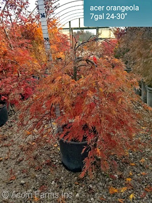 ACER PAL DIS ORANGEOLA