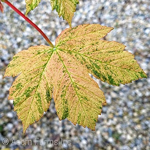 ACER PSE ESKIMO SUNSET