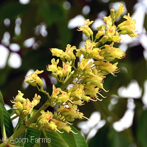AESCULUS GLA EARLY GLOW