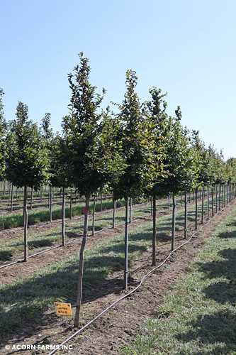 CARPINUS BETULUS