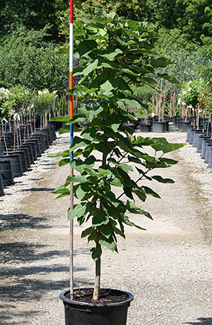 CATALPA BIG AUREA