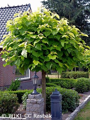 CATALPA BIG NANA