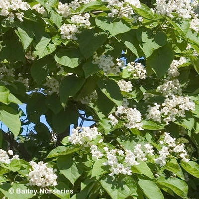 CATALPA BUNGEI