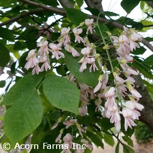 CLADRASTIS LUTEA PERKINS PINK