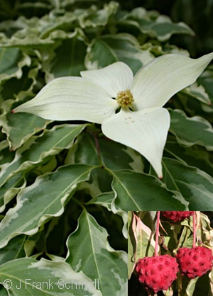 CORNUS KOUSA SAMARITAN