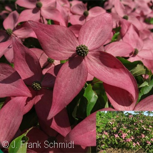 CORNUS KOUSA SCARLET FIRE