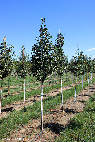 GINKGO BIL WINDOVER GOLD