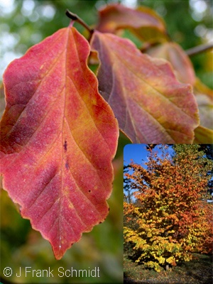 PARROTIA PERSICA