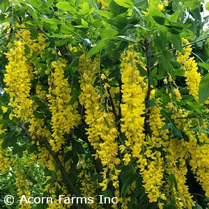 LABURNUM VOSSII