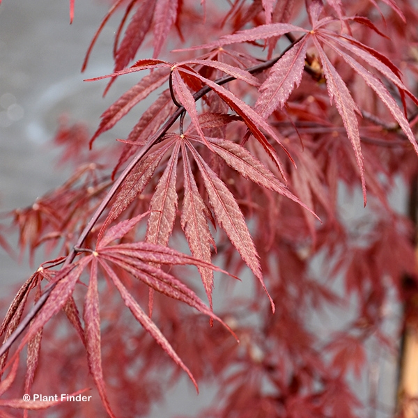 ACER PAL JUBILEE