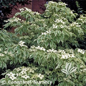 CORNUS KOUSA WOLF EYES