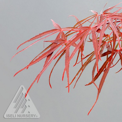 ACER PAL RED PYGMY