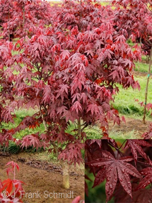 ACER PAL EMPEROR I