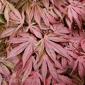 ACER PAL OREGON SUNSET