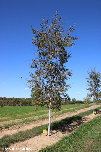 BETULA UTI WHITE SATIN
