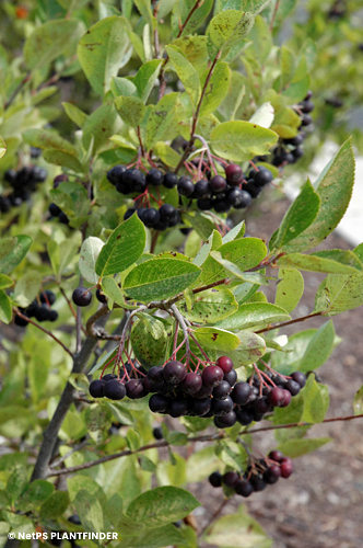 ARONIA MEL IROQUOIS BEAUTY