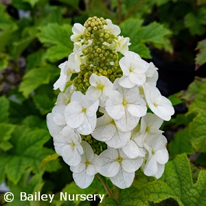 HYDRANGEA QUE JETSTREAM