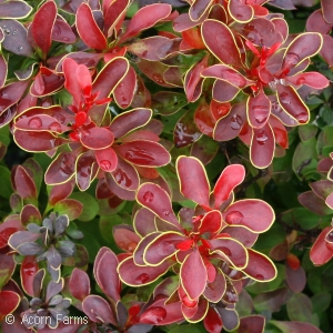 Deciduous Shrub