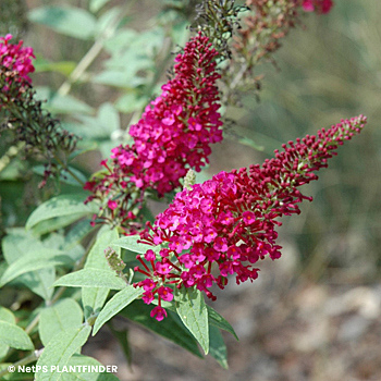 BUDDLEIA LIL RASPBERRY