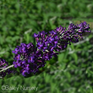 BUDDLEIA DAV GROOVY GRAPE