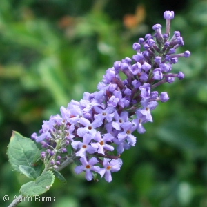 BUDDLEIA BLUE HEAVEN