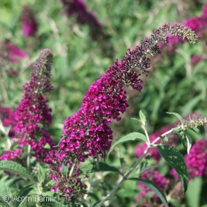 BUDDLEIA DAV ATTRACTION