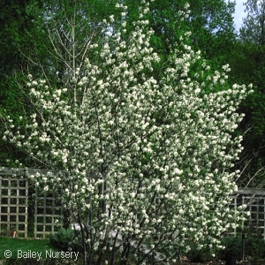 Amelanchier canadensis - Pennsylvania Native Tree Plant