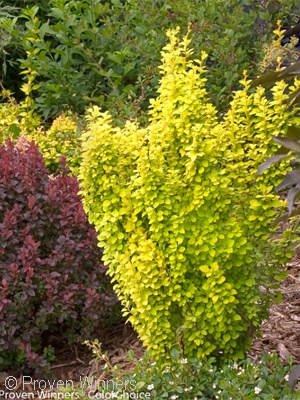 BERBERIS THU GOLD PILLAR