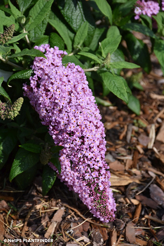 BUDDLEIA LIL TAFFY