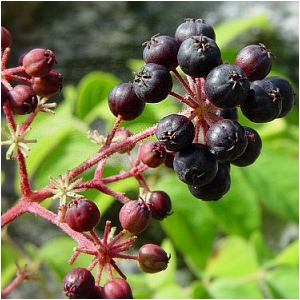 Aralia spinosa aurea - Pennsylvania native plant