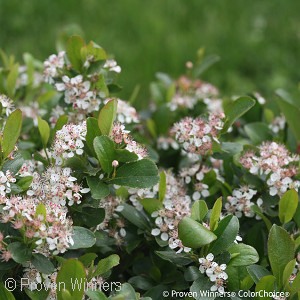 ARONIA MEL LOW SCAPE MOUND