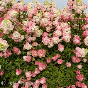 HYDRANGEA PAN BERRY WHITE