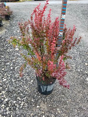 BERBERIS THU ORANGE ROCKET