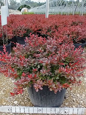 BERBERIS THU CRIMSON PYGMY