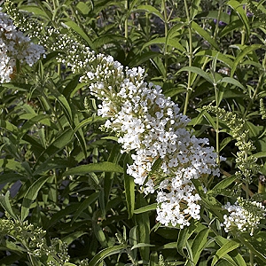 BUDDLEIA DAV WHITE PROFUSION