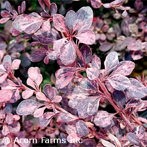 BERBERIS THU ROSE GLOW