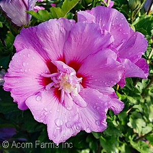 HIBISCUS SYR TAHITI