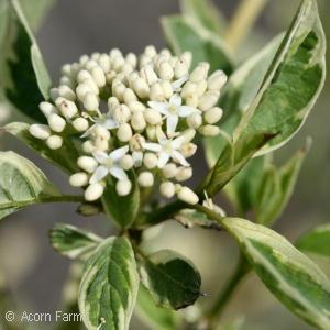 CORNUS SER SILVER AND GOLD